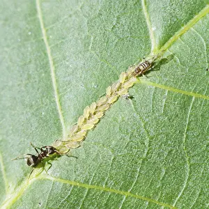 Deciduous Tree Wildlife Photography Drucke: Ants guard aphids on the leaf of a walnut tree at close range