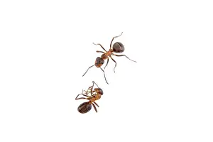 Hymenoptera Images Drucke: Ants isolated on a white background