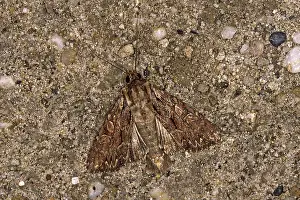 Moth Wildlife Photography Drucke: Apamea monoglypha, root-eater