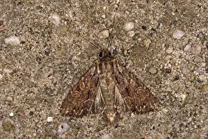 Wildlife Photography Moths Drucke: Apamea monoglypha, root-eater