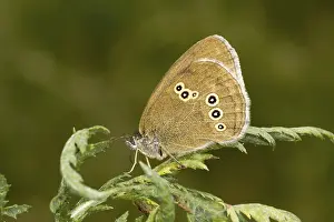 Aphantopus Hyperantus Drucke: Aphantopus hyperantus, brown forest bird