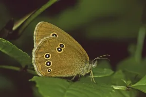 Aphantopus Hyperantus Drucke: Aphantopus hyperantus, brown forest bird