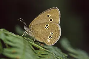 Aphantopus Hyperantus Drucke: Aphantopus hyperantus, brown forest bird
