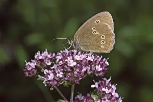 Drucke von Aphantopus hyperantus, brauner Waldvogel, Schornsteinfeger Verwandte Bilder Drucke: Aphantopus hyperantus, brauner Waldvogel.