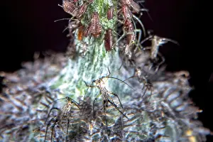 Deserted Wildflower Landscape Drucke: Aphids on a common thistle stem