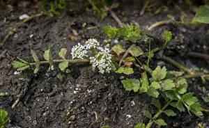 Northern Germany Plants Drucke: Apiaceae, Apium Repens, Creeping Marshwort