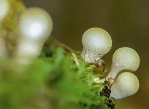 Apioperdone pyriforme, pear bovist