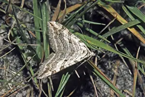 Geometer Moth Drucke: Aplocera plagiata, Grauspanner