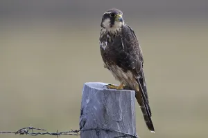 No People Wildlife Scenes Drucke: Aplomado Falcon