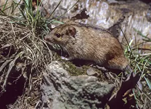 Drucke von Apodemus agrarius, Sonnenmaus, Rodentia, gestreifte Feldmaus, Säugetiere, Maus, Mäuseartige, Rundschwanzmäuse ,Säugetiere Gestreifte Feldmaus Drucke: Apodemus agrarius, Feldmaus