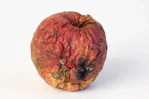Symbolic Still Life Image Drucke: Apple aplples