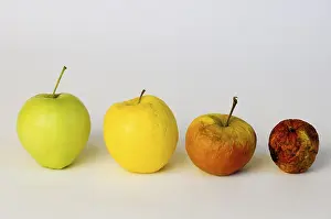 Studio Shot Of Apples Drucke: Apple aplples