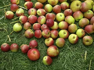 Apple Tree Drucke: Apple, apples, apple tree, meadow
