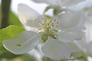 White Flowers Drucke: Apple blossom