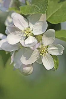 Apple Blossoms Drucke: Apple blossoms
