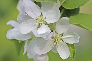 Apple Blossoms Drucke: Apple blossoms