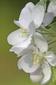 Apple Blossoms Drucke: Apple blossoms
