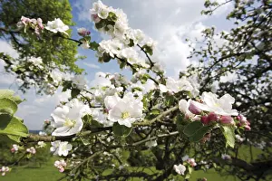 Daytime Nature Photography Drucke: Apple blossoms