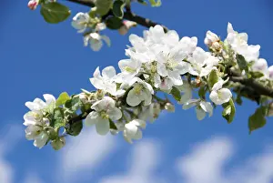 Fruit Tree Flowering Season Drucke: Apple blossoms (Malus)