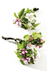 Apple Blossoms Drucke: Apple blossoms (Malus)