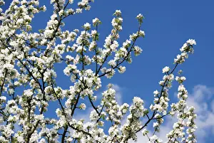 Apple Blossoms In May Drucke: Apple blossoms (Malus)