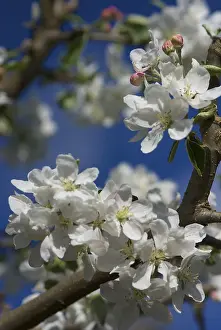 Apple Blossoms Drucke: Apple blossoms in spring