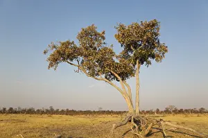 Botswana Nature Reserve Drucke: Apple-leaf tree (Lonchocarpus capassa)