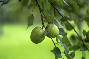 Bilder Datiert 17. September 2024: Apfel (Malus), zwei Äpfel auf einem Baum.