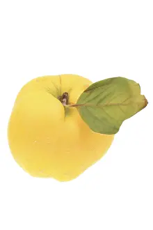 Deserted Food Still Life Drucke: Apple quince