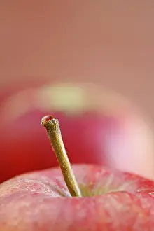 Close Up Apple Drucke: Apple stem with a waterdrop on top
