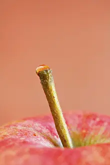 Macro Fruit Photography Drucke: Apple stem with a waterdrop on top