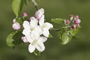 Springtime Fruit Blossoms Drucke: Apple tree blooms