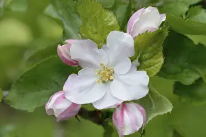 Central Europe Orchard Trees Drucke: Apple tree blossom (Malus sp.)