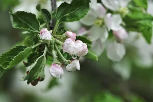 Fruit Tree Inflorescence Drucke: Apple tree blossom, spring, Germany