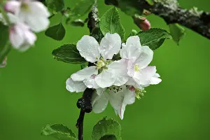 Apple Tree Blossom Drucke: Apple tree blossom, spring, Germany