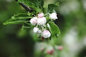 Central Europe Spring Flowers Drucke: Apple tree blossom, spring, Germany