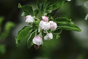 Central Europe Orchard Trees Drucke: Apple tree blossom, spring, Germany