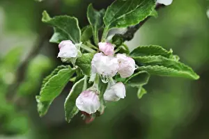 Apple Blossoms In May Drucke: Apple tree blossom, spring, Germany