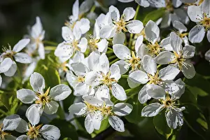Deciduous Tree In Spring Drucke: Apple tree blossoming branch in spring