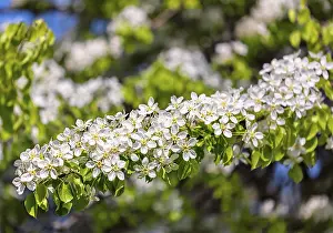 Deciduous Tree In Spring Drucke: Apple tree blossoming branch in spring