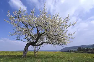 Apple Tree Blossom Drucke: Apple tree on a flower meadow, Thuringia, Germany