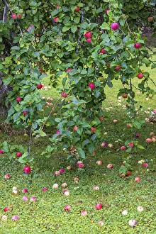 Deciduous Tree Nutrition Drucke: Apple tree in a garden with fall fruit on the ground