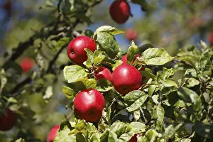 Food Photography Germany Drucke: Apple tree, Germany