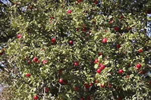 Drucke von Apfelbaum, Deutschland Essen Drucke: Apfelbaum, Deutschland.