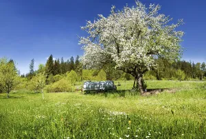 Apple Tree In Bloom Drucke: Apple Tree (Malus)