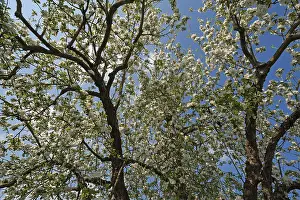 Inflorescence Detail View Drucke: Apple Tree (Malus), in full bloom