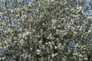 Deciduous Tree Detail Drucke: Apple tree (Malus), in full bloom