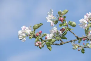UNESCO Biosphere Reserve Drucke: Apple tree (Malus domestica), apple tree