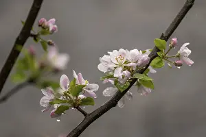 Malus Domestica Blossom Drucke: Apple tree (Malus domestica) in spring