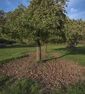 German Orchard Scene Drucke: Apple tree (Malus) with fallen apples